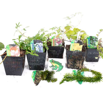 Lincolnshire Pond Plants Frog Pack potted - FFPL02