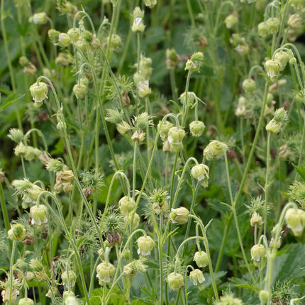 Geum rivale 'Album'