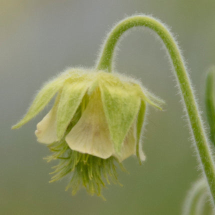 Geum rivale 'Album'