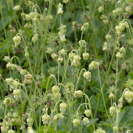 Geum rivale 'Album'