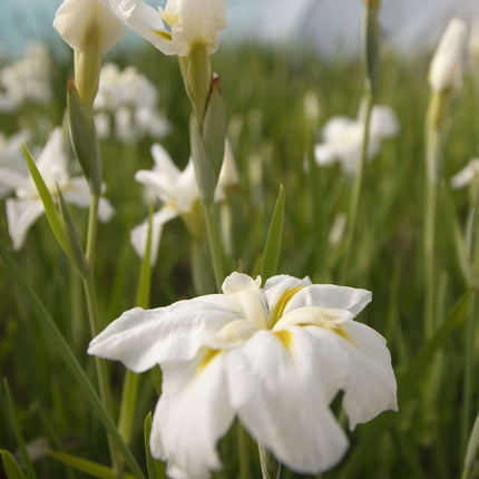 Iris ensata 'Goldbound'