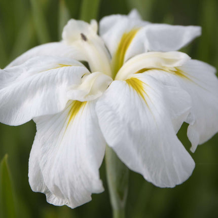 Iris ensata 'Goldbound'