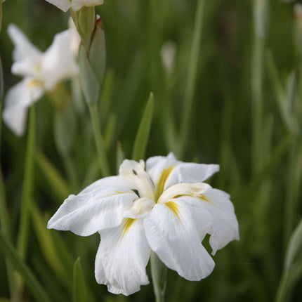 Iris ensata 'Goldbound'