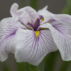 1 / 7cm Bareroot
