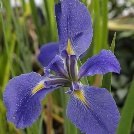 Iris Louisiana 'Heather Stream'