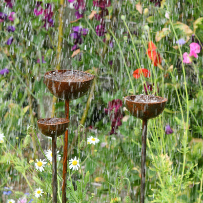 Rain Catcher | Plant Support | Rusts with Rain.