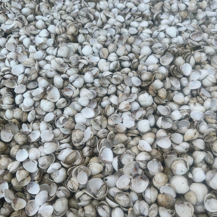 Whole seashells for garden landscaping