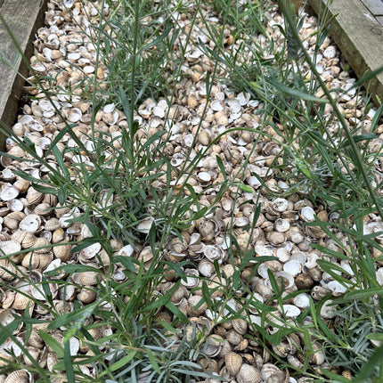 whole seashells on raised bed - Grit & Grow