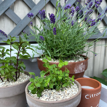 Crushed Sea Shells 2kg lavender plant topper - Grit & Grow