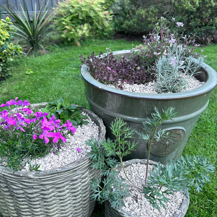 Crushed sea shells 3 garden pots - Grit & Grow
