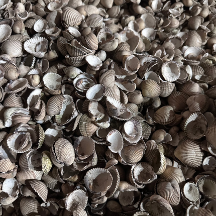 Whole seashells for garden - Grit & Grow