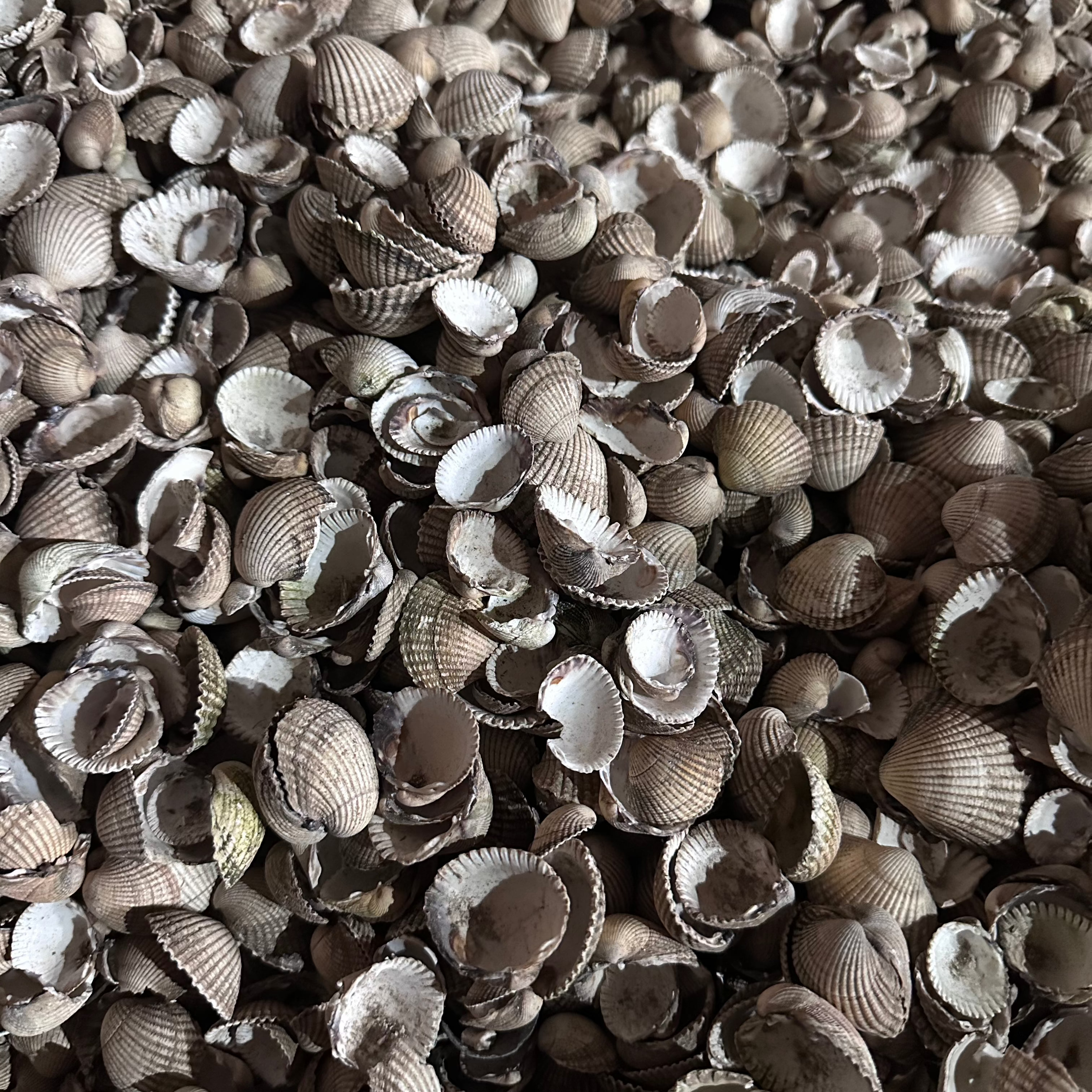 Cockle Shelll Whole Cockle Shells 20kg - Eco-Friendly, Sustainable Gardening – Grit ...