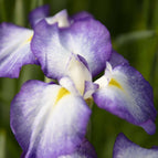 1 / 7cm Bareroot