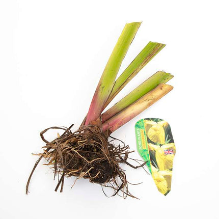 Pond Starter & top up Packs - Oxygenating - Compost and Pots