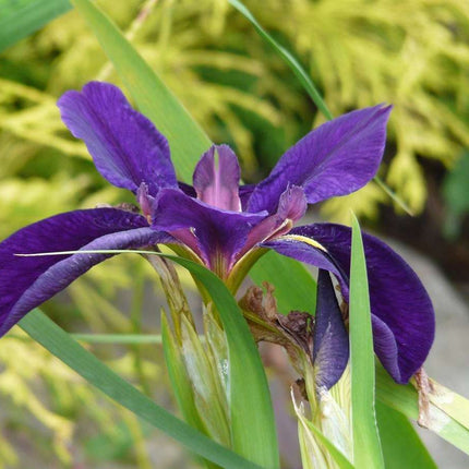 Iris louisiana 'Marie Gallais'