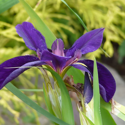 Iris louisiana 'Marie Gallais'