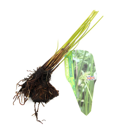 Pond Starter & top up Packs - Oxygenating - Compost and Pots