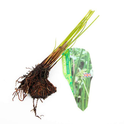 Pond Starter & top up Packs - Oxygenating - Compost and Pots