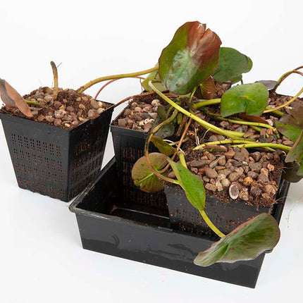 Premium Pond Starter Packs - Pond topup Packs - Oxygenating - Compost and Pots