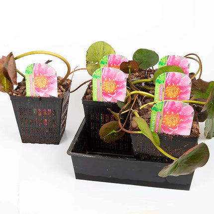Nymphaea 'Laydekeri Lilacea'