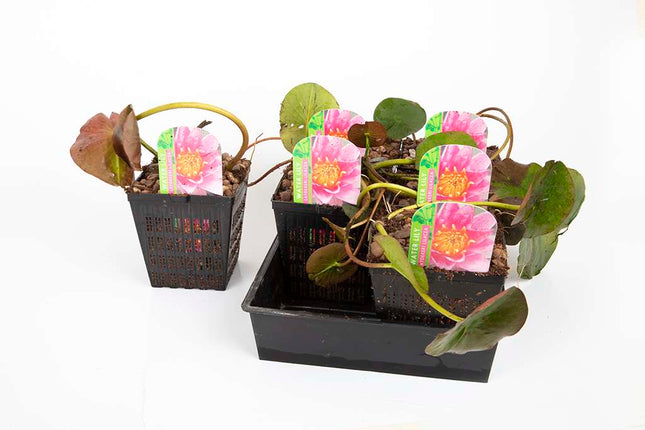 Nymphaea 'Laydekeri Lilacea'