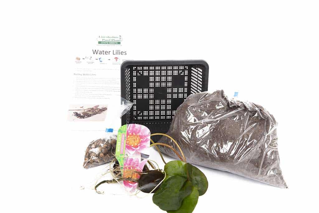 Pygmaea Rubra Water Lily - Pond Plants - DW10