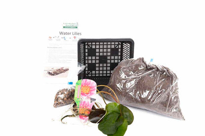Pygmaea Rubra Water Lily - Pond Plants - DW10