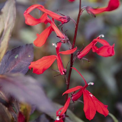 Lobelia 'Queen Victoria'