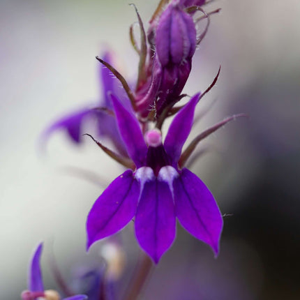 Lobelia vedrariensis