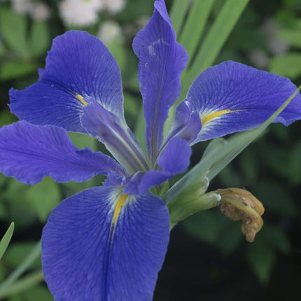 Iris Louisiana 'Heather Stream'