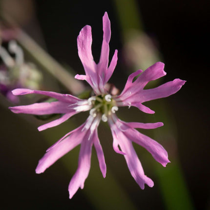 Lychnis flos-cuculi