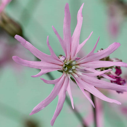 Lychnis flos-cuculi