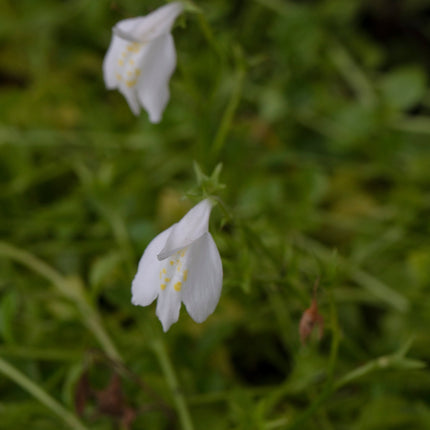 Mazus reptans 'Albus'