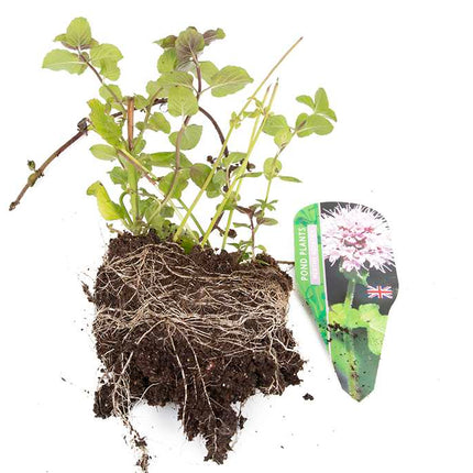 Premium Pond Starter Packs - Pond topup Packs - Oxygenating - Compost and Pots