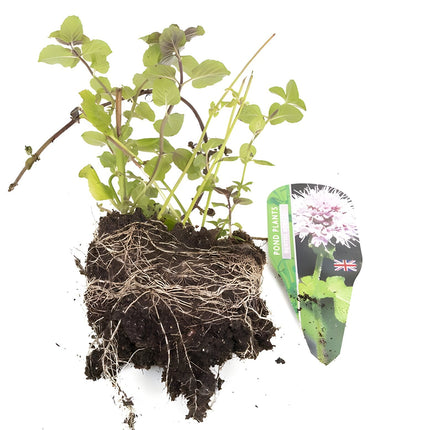 Premium Pond Starter Packs - Pond topup Packs - Oxygenating - Compost and Pots