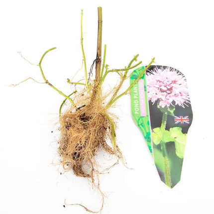 Pond Starter & top up Packs - Oxygenating - Compost and Pots