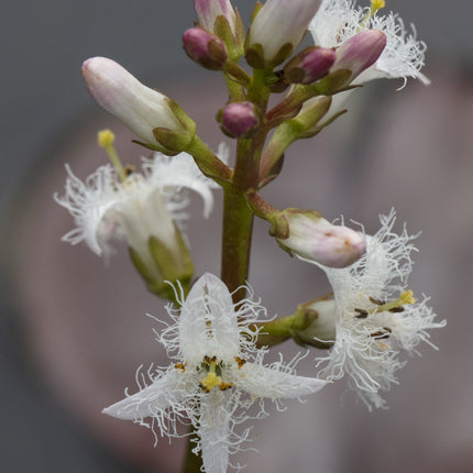 Menyanthes trifoliata