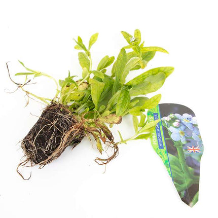 Pond Starter & top up Packs - Oxygenating - Compost and Pots