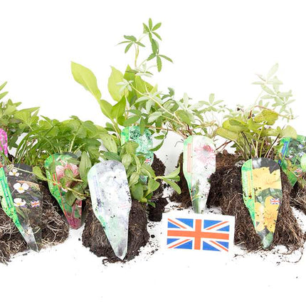 Lincolnshire Pond Plants Native Marginal 8 Pack - NNL01