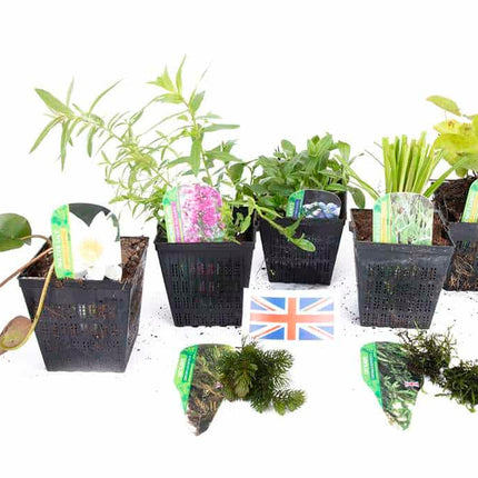 Lincolnshire Pond Plants Native Pack Potted - NNL02