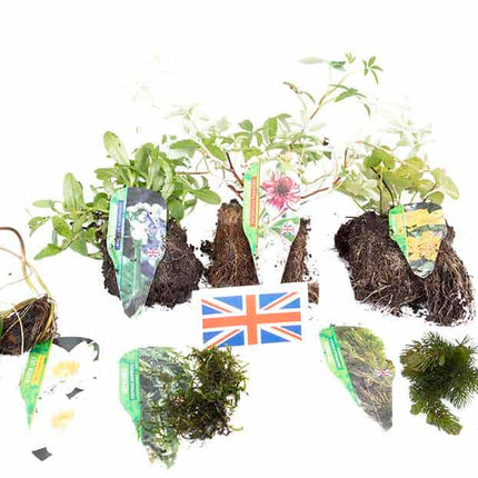 Lincolnshire Pond Plants Native Pack - NNL01