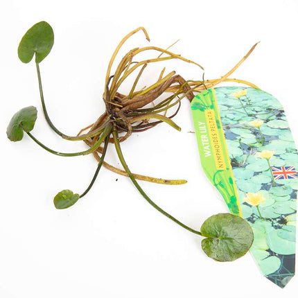 Pond Starter Packs - Pond topup Packs - Oxygenating - Compost and Pots Potted
