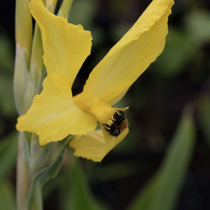 Iris pseudacorus 'Yellow Flag'
