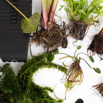Pond Starter Packs - Pond topup Packs - Oxygenating - Compost and Pots Potted
