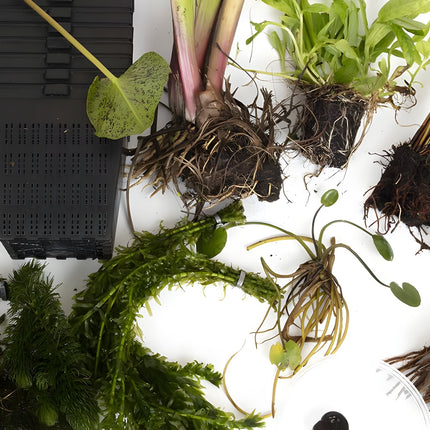 Pond Starter Packs - Pond topup Packs - Oxygenating - Compost and Pots Potted