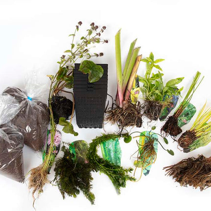 Pond Starter Packs - Pond topup Packs - Oxygenating - Compost and Pots Potted