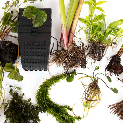 Pond Starter Packs - Pond topup Packs - Oxygenating - Compost and Pots Potted