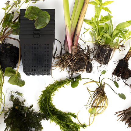 Pond Starter Packs - Pond topup Packs - Oxygenating - Compost and Pots Potted