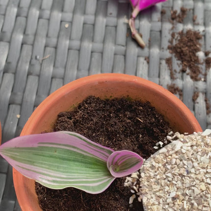 how to use crushed seashells as a plant topper video