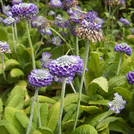 Primula capitata